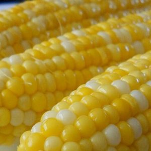 Sweet Corn (6)